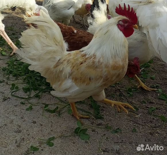 Петухи мини- леггорны