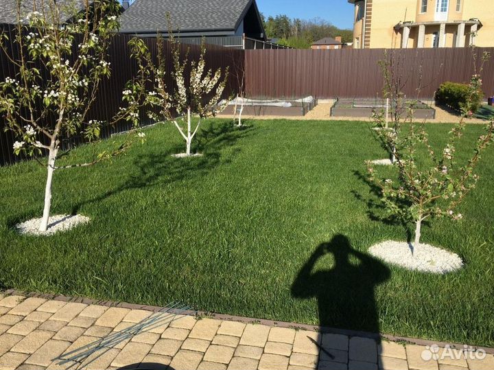 Рулонный газон живой