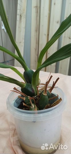 Орхидея зигопеталум