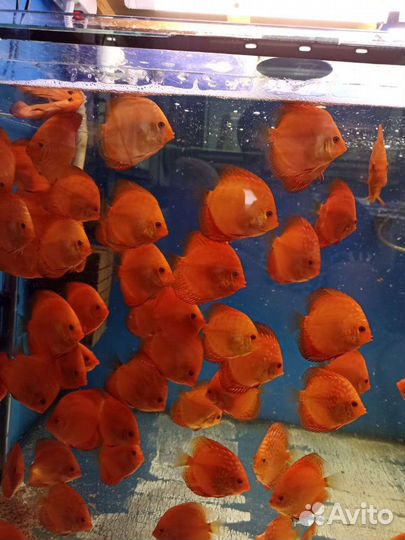 Продам малька дискусов собственного разведения