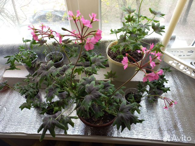 Герань (пеларгония) Fallen Angel звездчатая