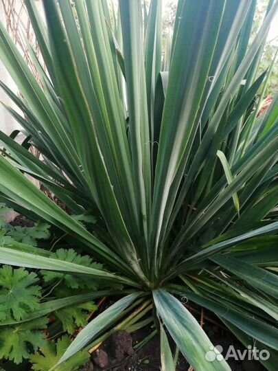 Юкка садовая