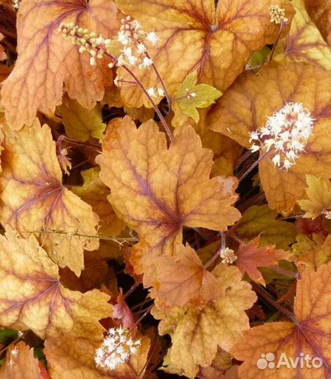 Гейхера Свит Теа