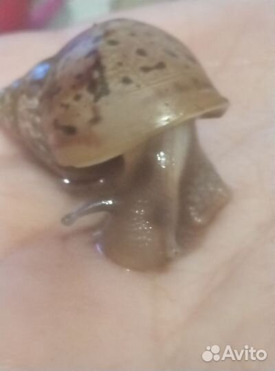 Улиток Ахатицов