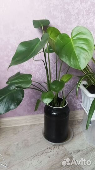 Монстера деликатесная