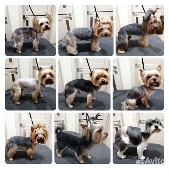 Стрижка (груминг) йорков на дому