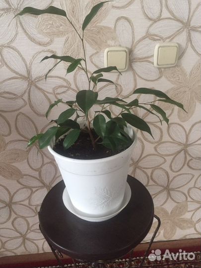 Фикус бенджамина