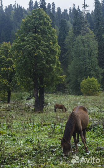 Уникальный тур в Абхазию. Ауадхара