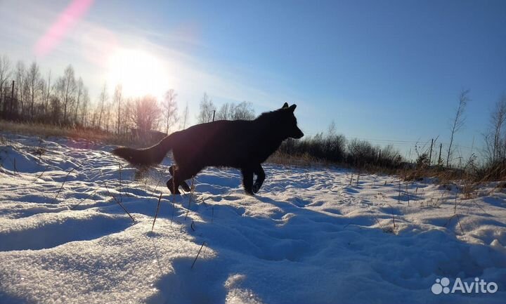 Черные немцы