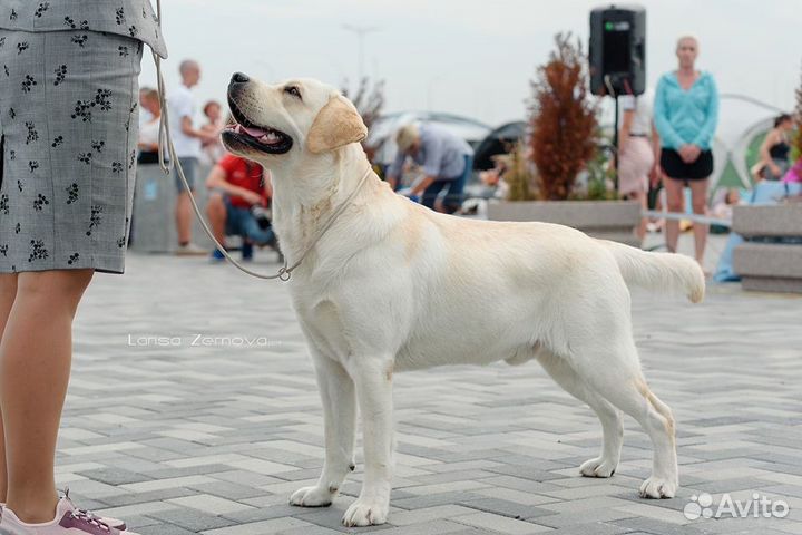 Услуги хендлера