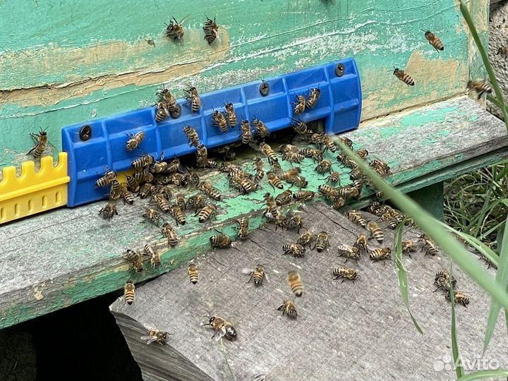 Натуральный мед с домашней пасеки