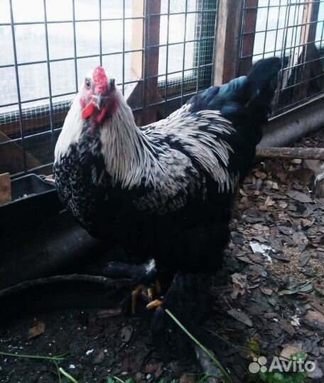 Инкубационное яйцо брама