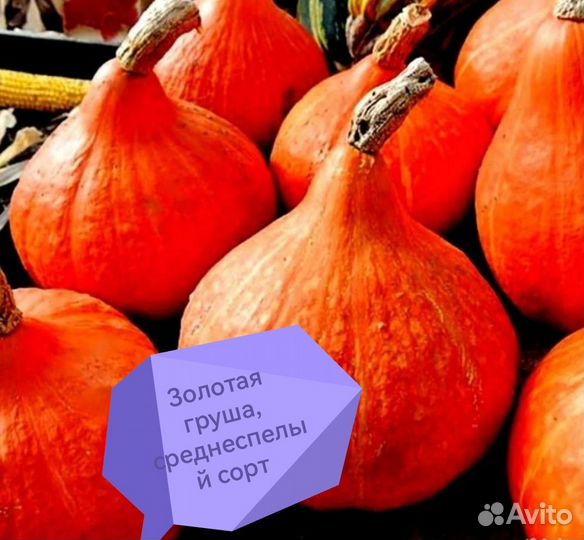 Тыква, Патисоны