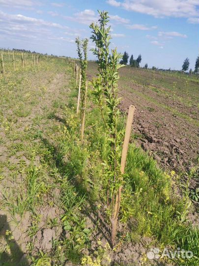 Партнерство в сх проектах