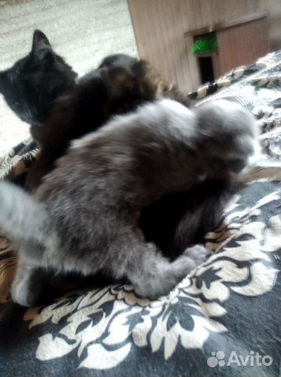 Котятки,два мальчика