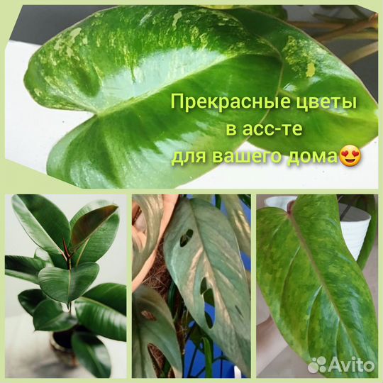 Цветы в асс-те