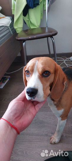 Бигль вязка