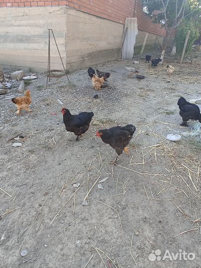Петух и куры