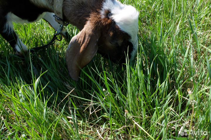 Козел на вязку англо-нубийский 100 чистопородный
