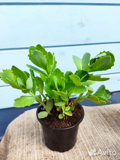 Очиток многолетнее растение