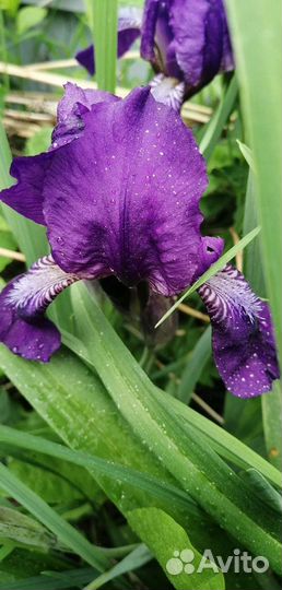 Ирисы бородатые