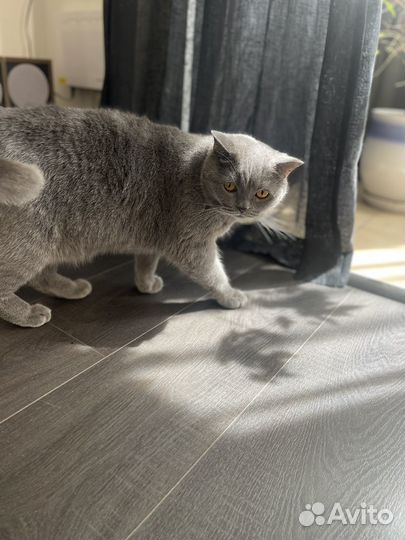 Британец отдам