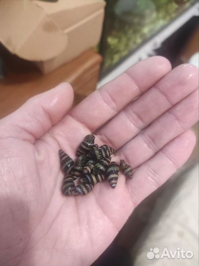 Аквариумные улитки хелена