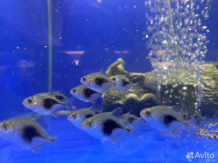 Lamax, (Ламакс ) мелеусы,метинисы