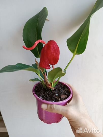 Антуриум Шерцера Красный, цветет