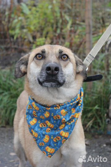 Пёс-подросток Бивис ищет дом