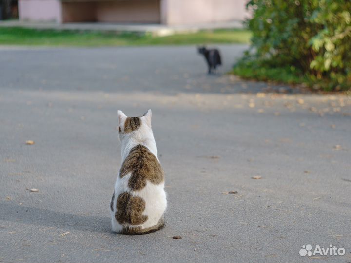 Кот в добрые руки