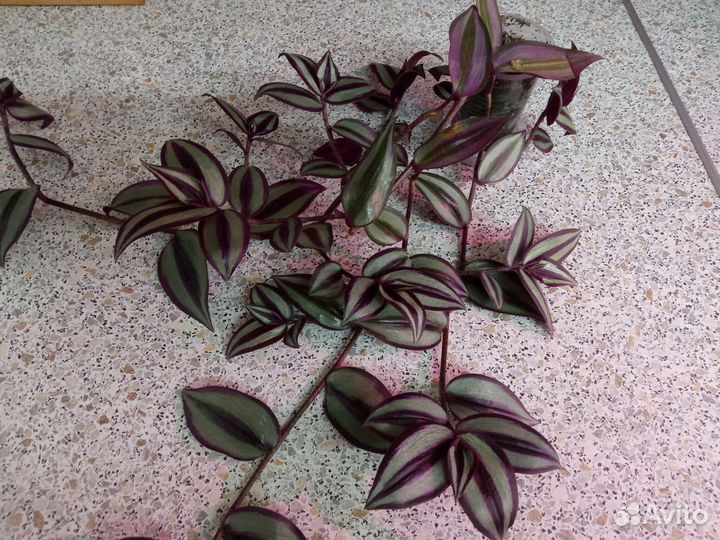 Традесканция