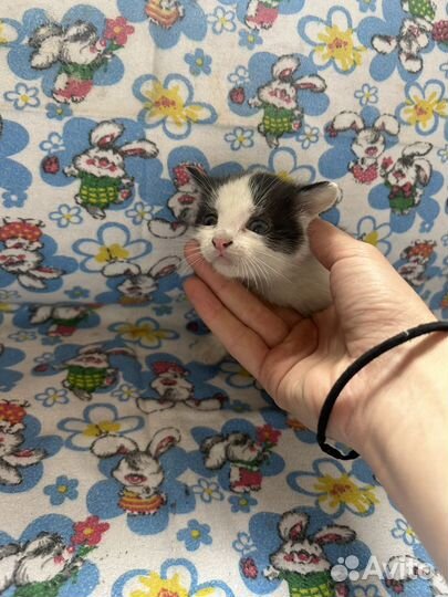 Котятки в добрые руки