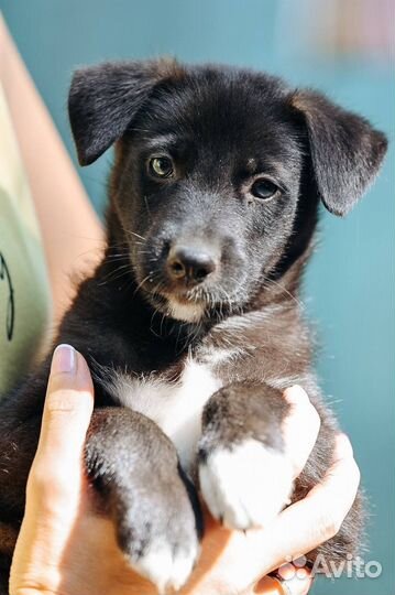 Щенок в добрые руки