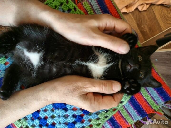 Котенок девочка в добрые руки