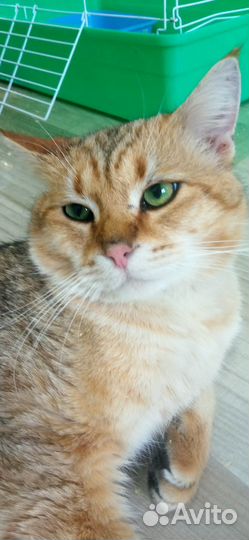 Классный котик в семью