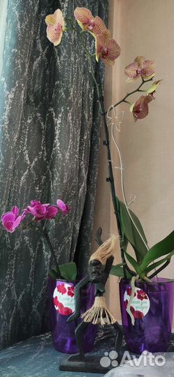 Орхидея фаленопсис фиолетовая