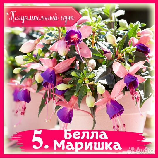 Черенки фуксии