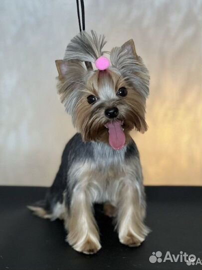 Стрижка собак