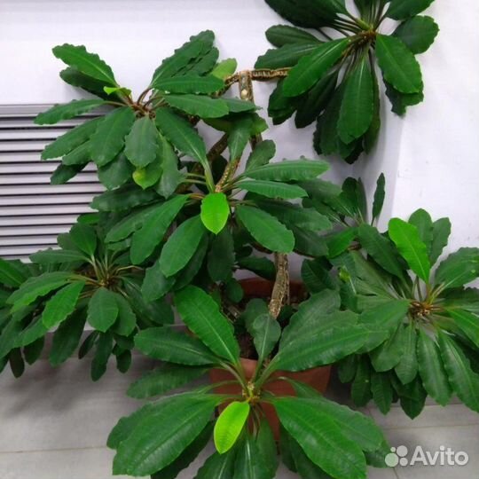 Молочай беложильчатый или эуфорбия