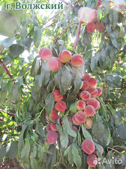 Саженцы персика