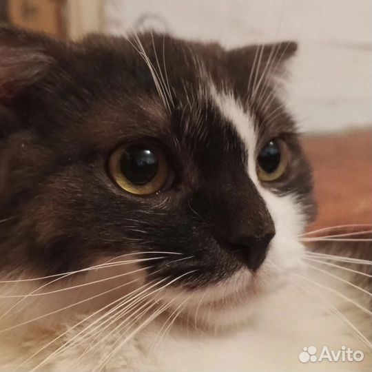 Кот в добрые руки
