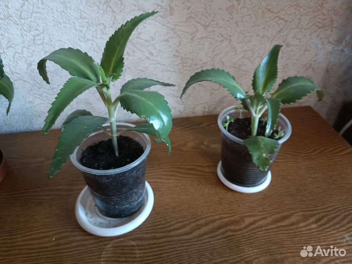 Каланхоэ, красула, спатифиллум