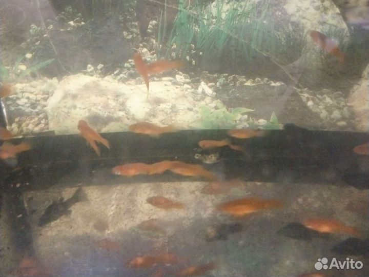 Рыбка молинезия, меченосец, гриндаль