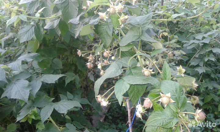 Саженцы абрикоса, яблони