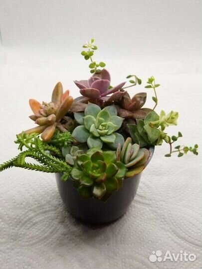 Суккуленты микс