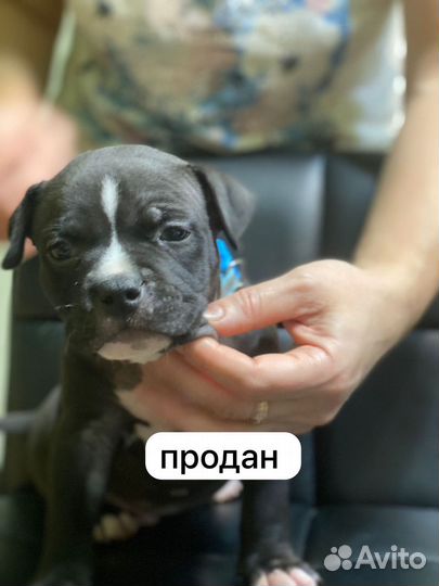 Американский булли