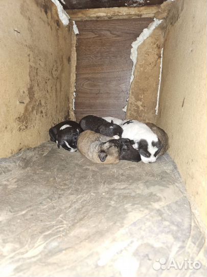 Щенки овчарки