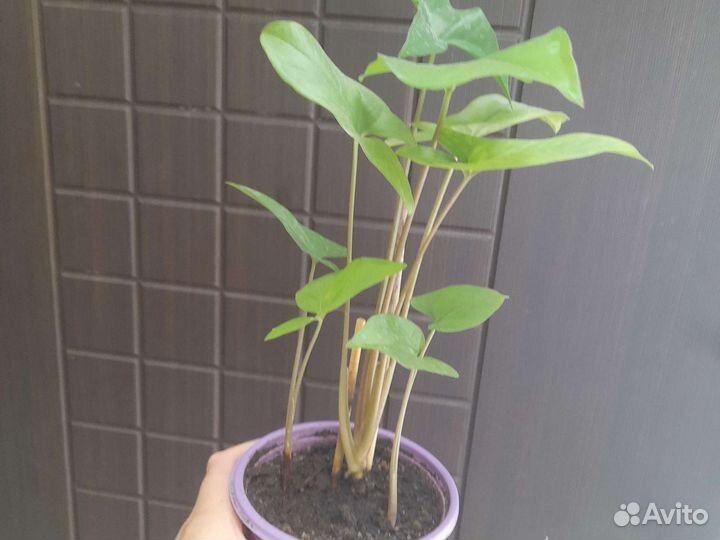 Комнатные цветы