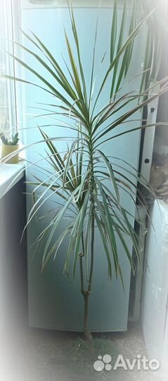Пальма драцена